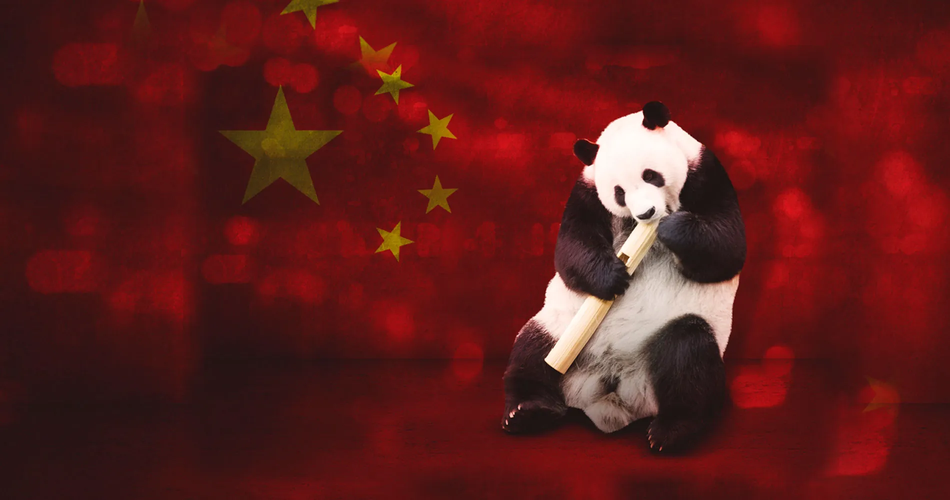 Panda Bear
