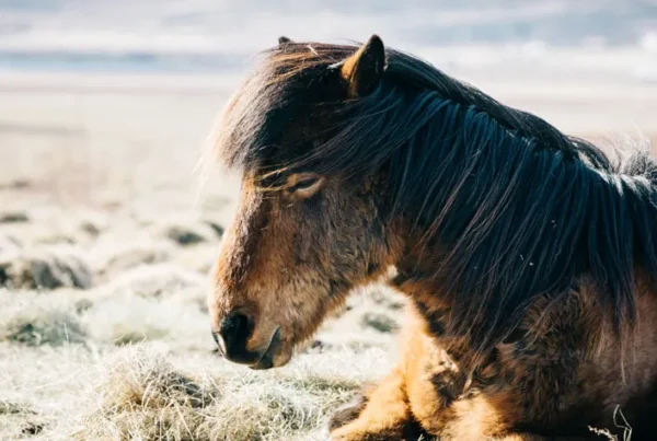 horse