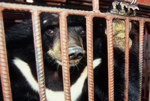 sun bear