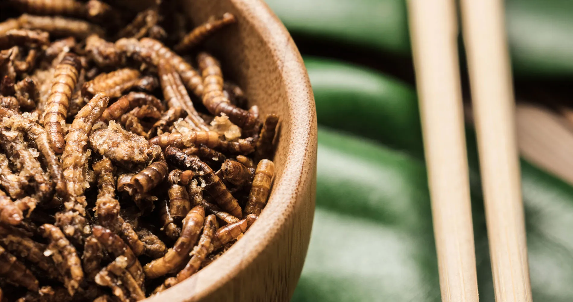 EU Approves Mealworm for Human Consumption