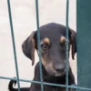 Dog waiting for adoption