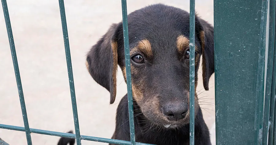 Dog waiting for adoption