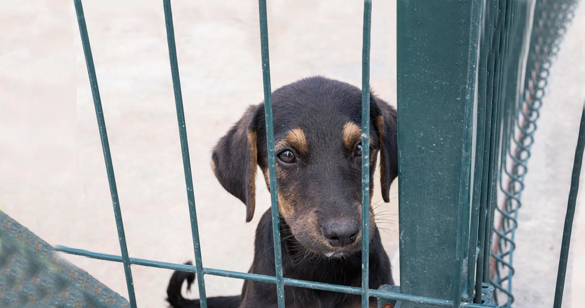 Trump Administration Stops Taxpayer Funded Animal Experiments
