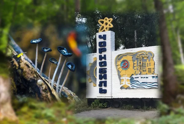 Melanized fungi, Chernobyl