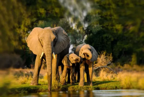 Elephants closeup shot