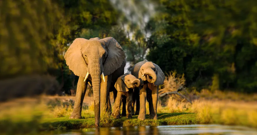 Do Elephants Hold the Key to Understanding Cancer in Humans?