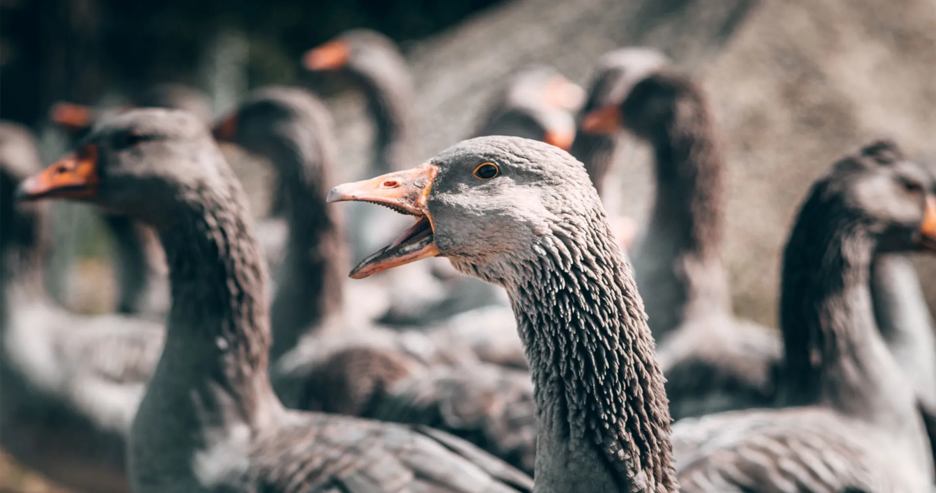 Flock of Grey Perigord Geese