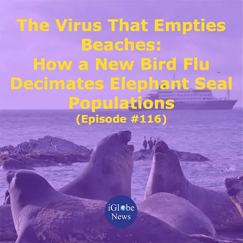 Audio Article Elephant Seal