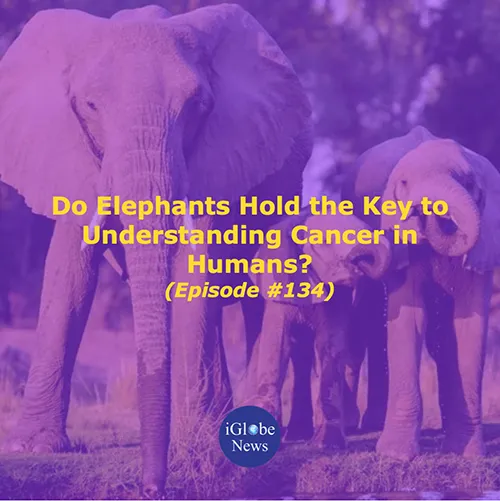 Audio Article Do Elephants Hold the Key to Understanding Cancer