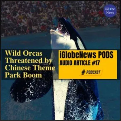Audio Article Orcas