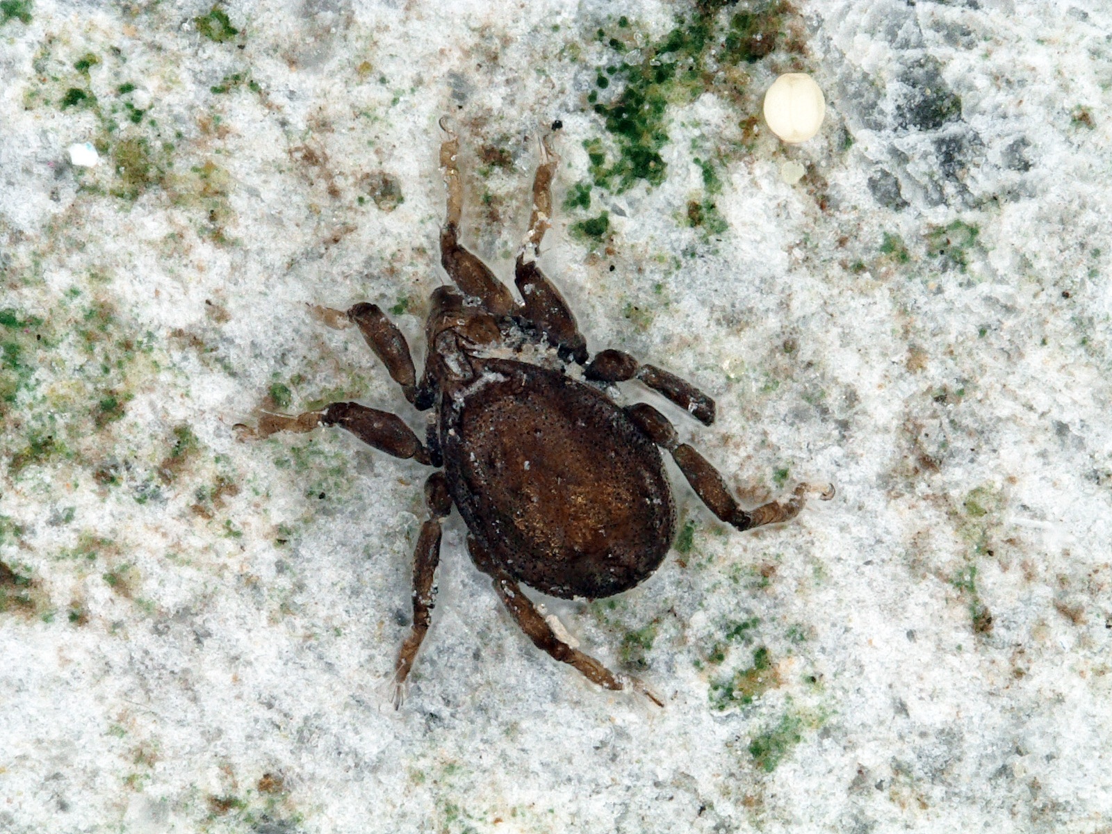 “Twitter Mite” Discovery Via Social Media