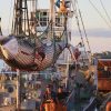 Whaling in Japan