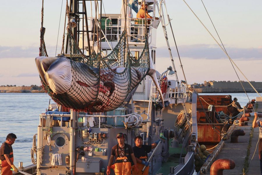 Whaling in Japan