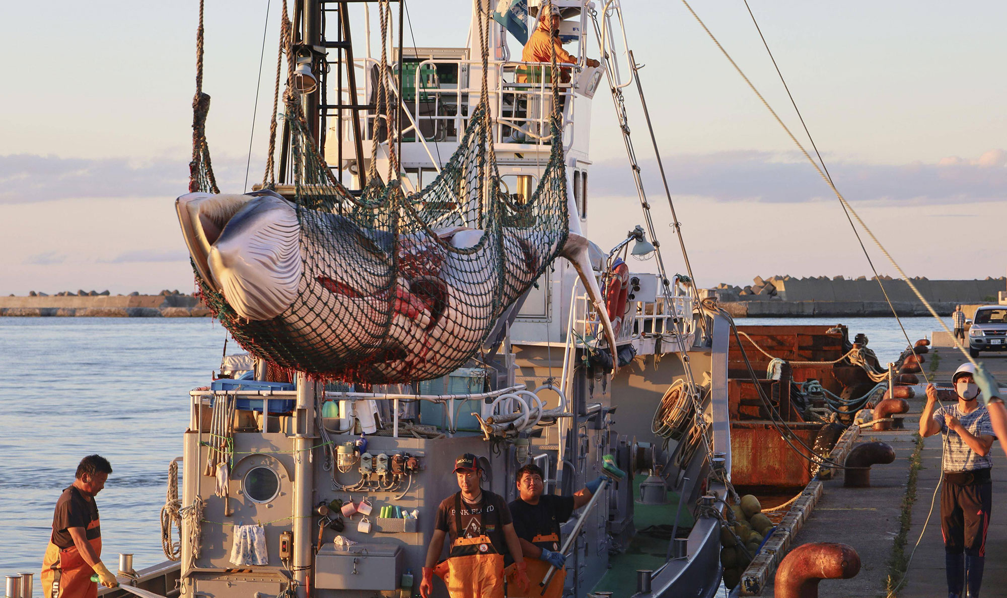 The Perception And Reality Of Japanese Whale Hunting