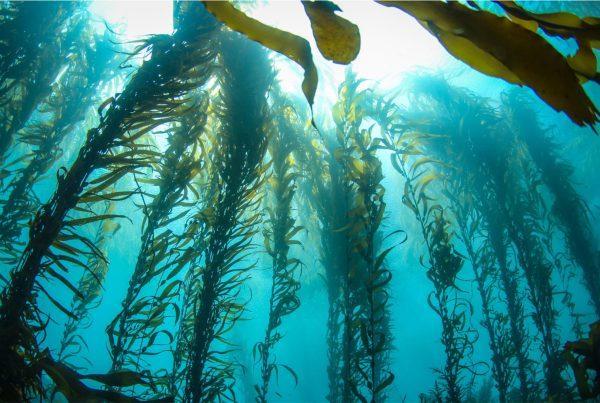 Kelp Forest, Chile