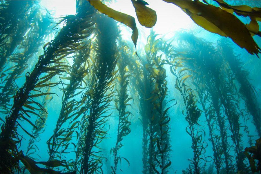 Kelp Forest, Chile