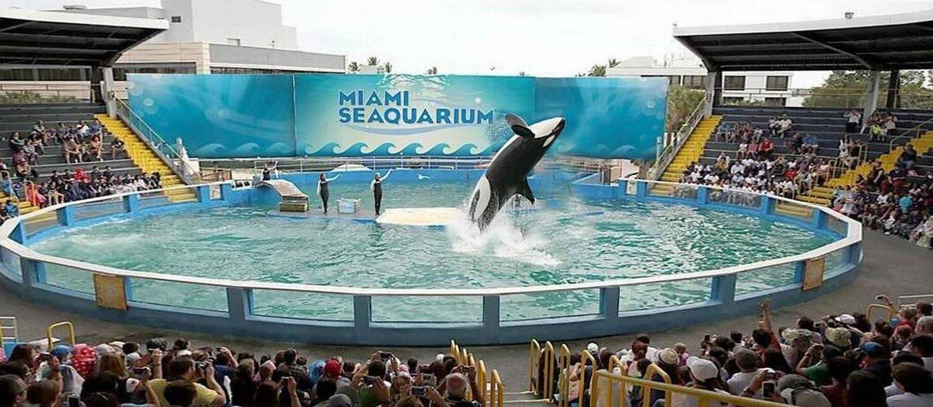 Threat to Wild Orcas, Dolphins and Beluga Whales from Marine Theme Park Boom in China