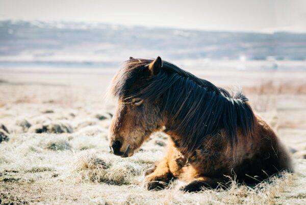 Horse resting