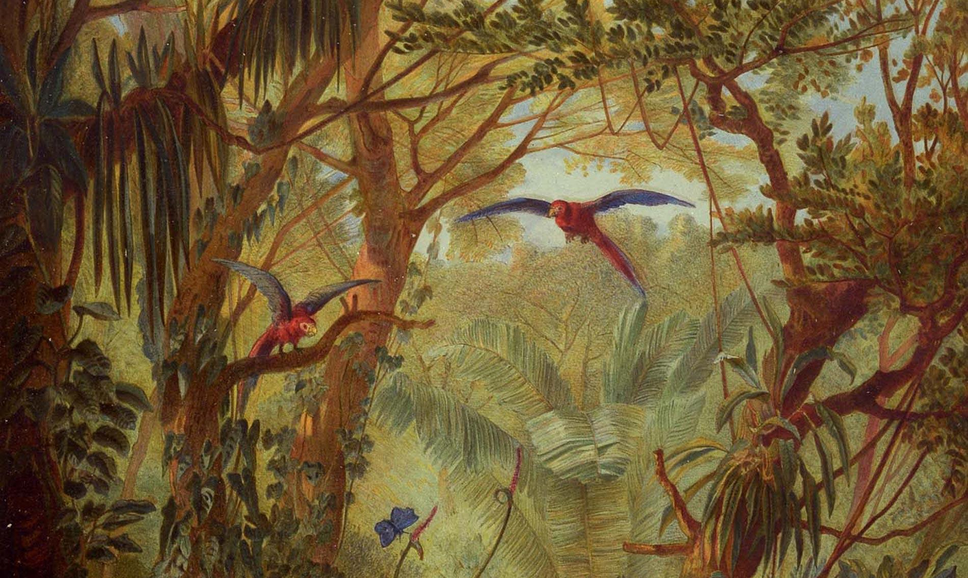 Tu Felix Austria Nube: NHM Exhibition Celebrates 200 Years Brazil-Austria Relations