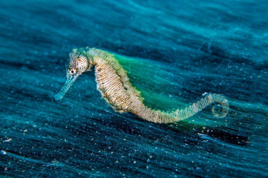 Seahorse