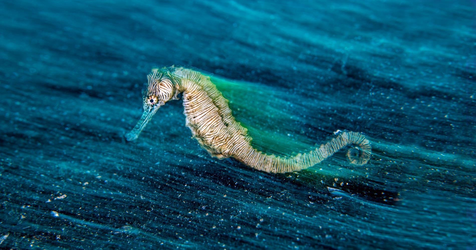 Saving the Seahorse: Here Today Gone Tomorrow