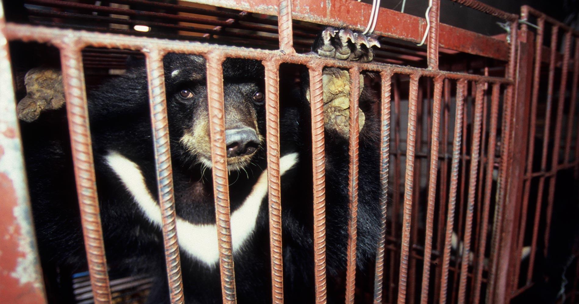 El MTC pone en peligro a los osos del sol malayos