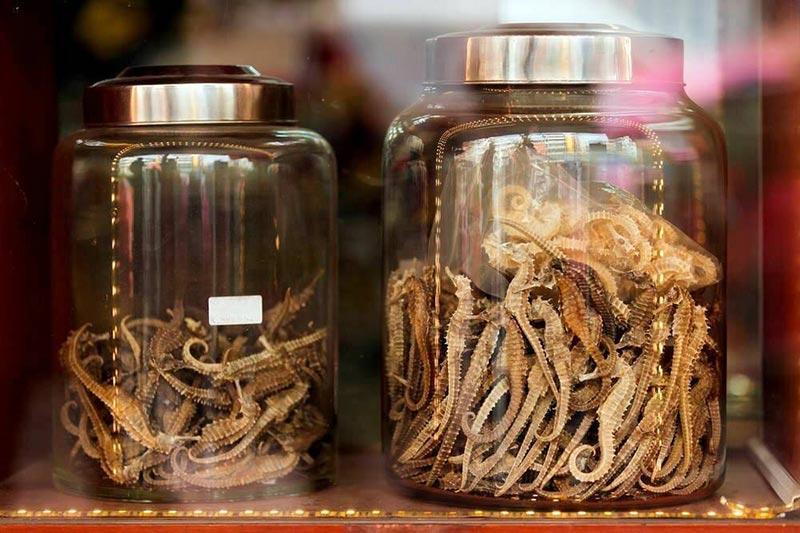 Seahorses in a Jar