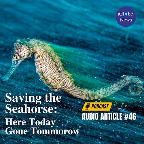 Seahorse Audio Article