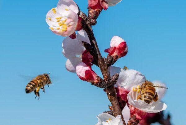 Dance of Bees