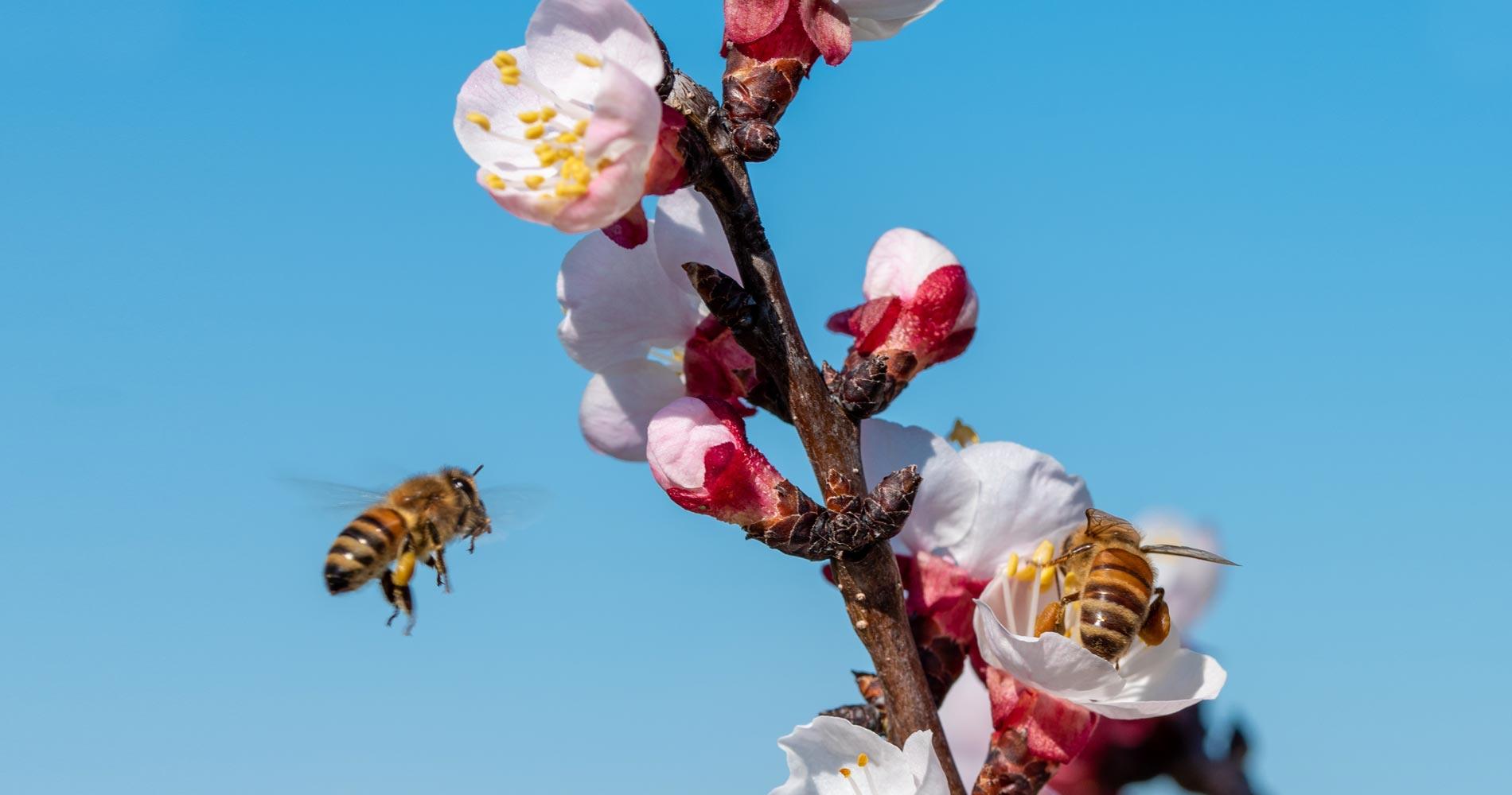 Karl von Frisch and the Dance of the Bees