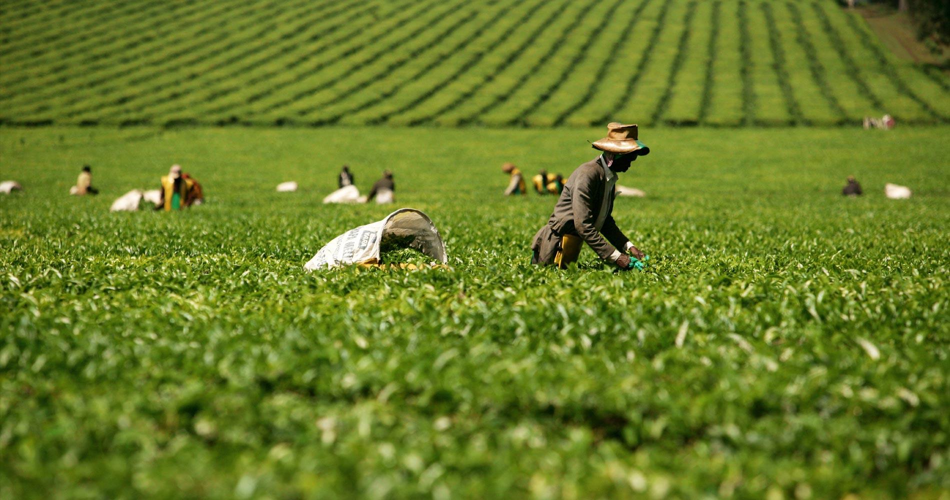 Colonial-Era Land Grab in Kenya and the Quest for Justice