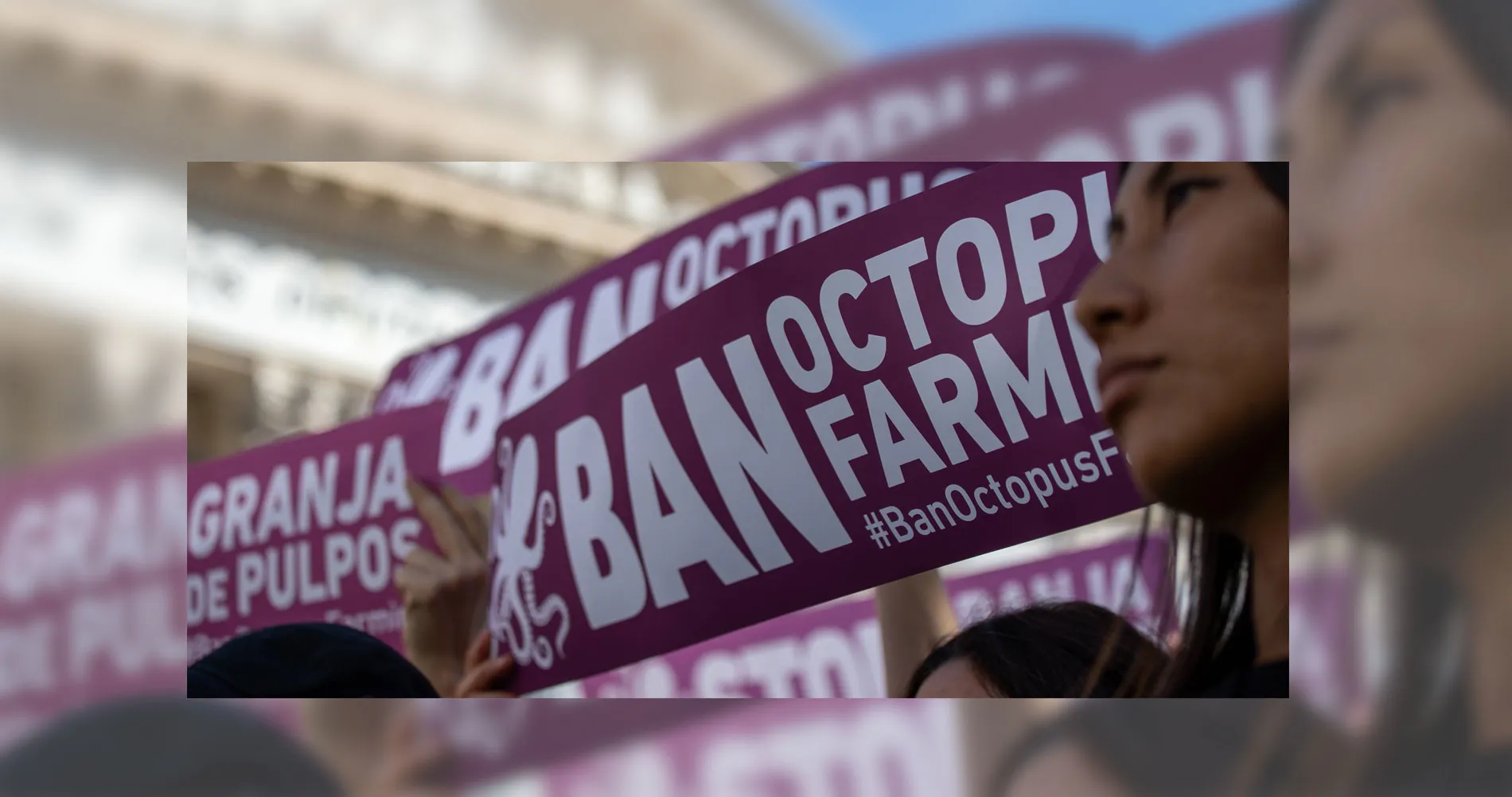 Activist against octopus farming