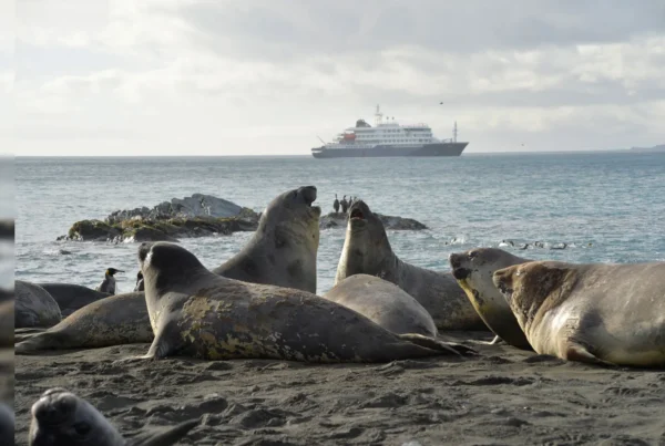 Elephant seal