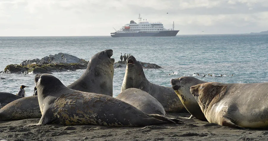 Elephant Seal