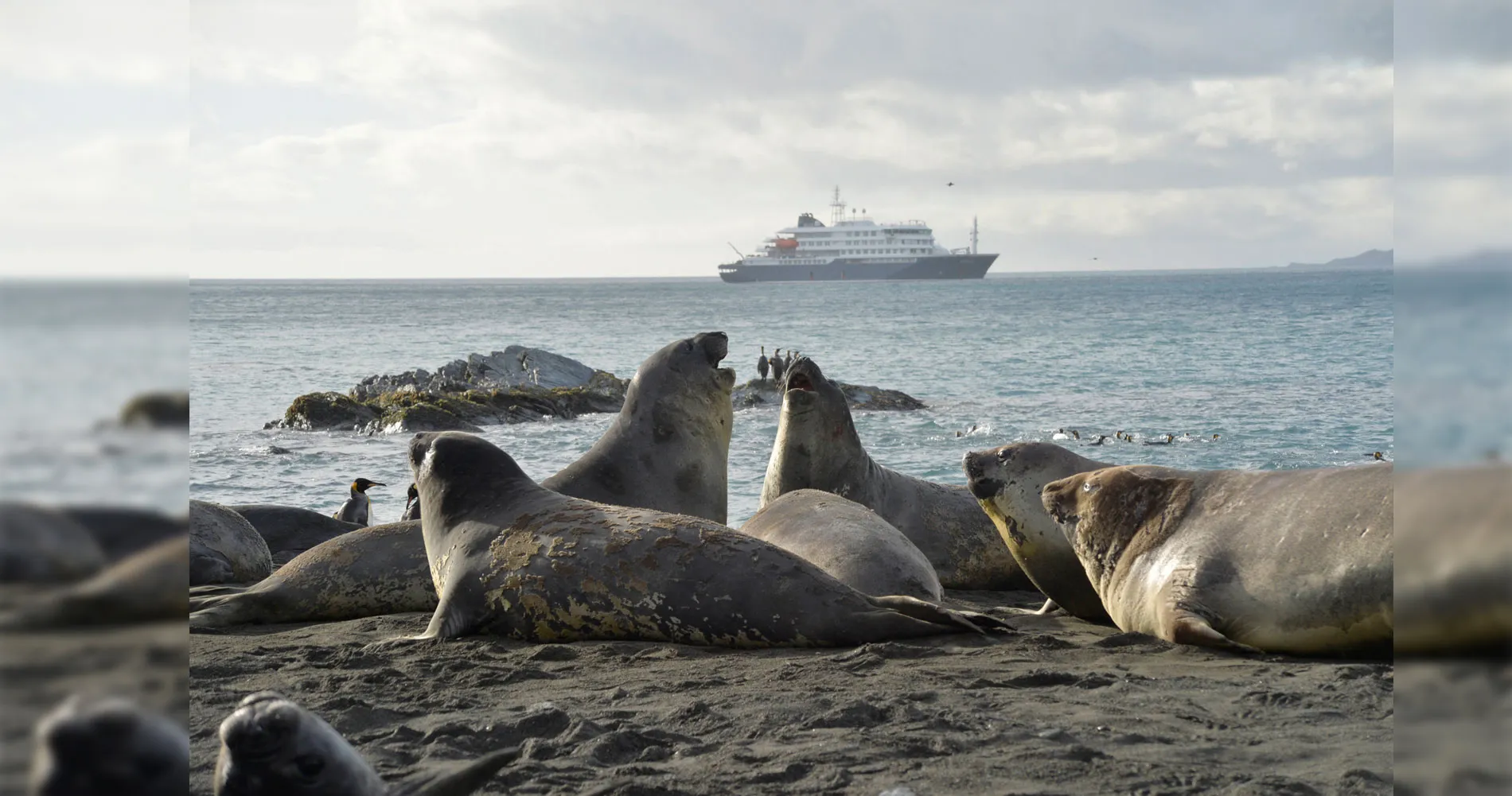 Elephant seal