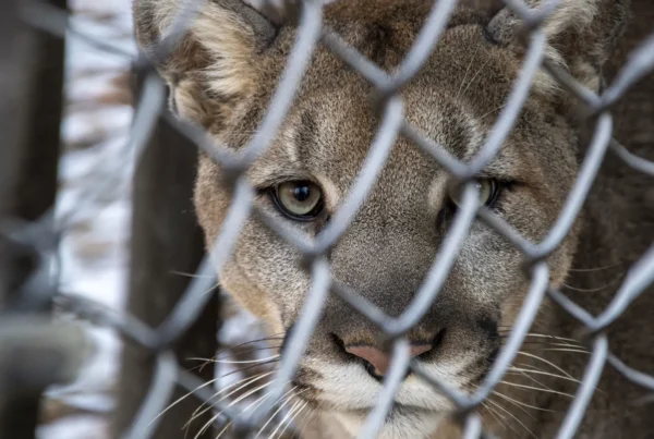 Cougar in a cage