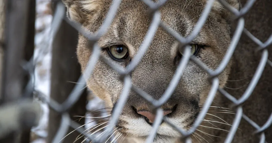 Cougar in a cage
