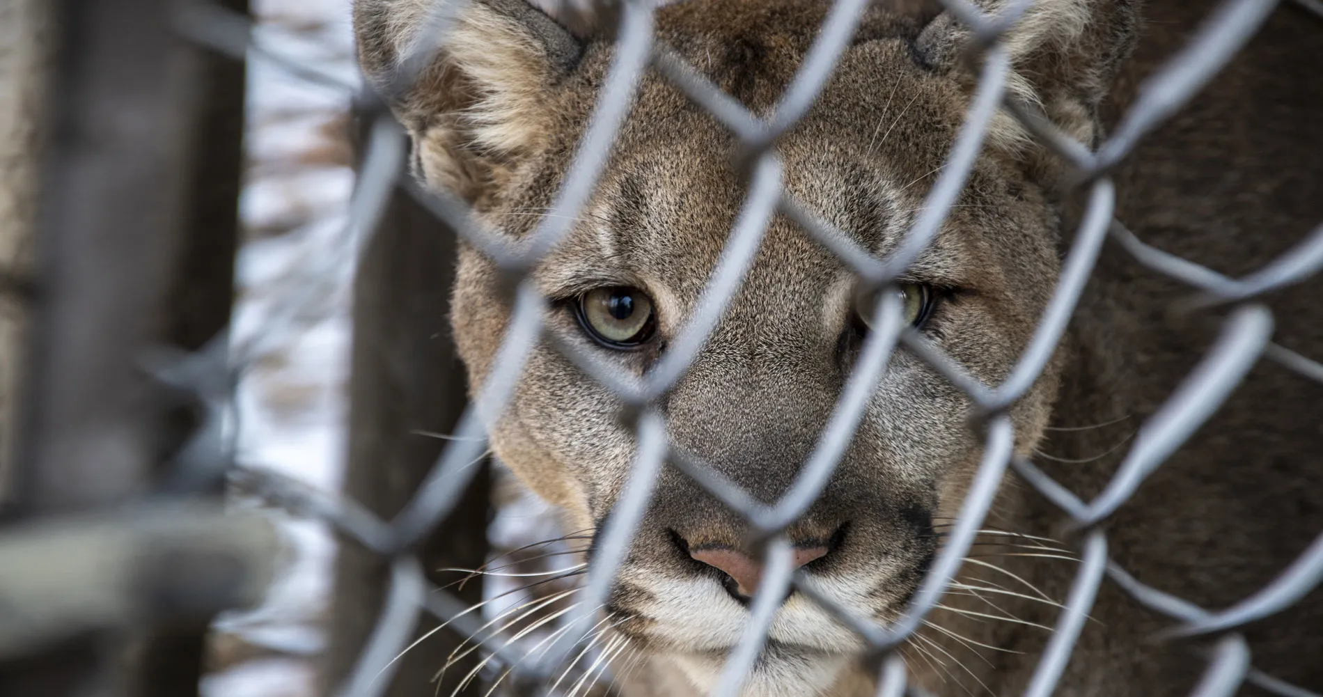 Cougar in a cage