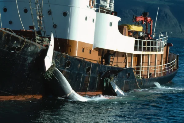 Whale hunting, Icelandic whaler