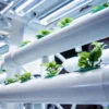Vertical Farming