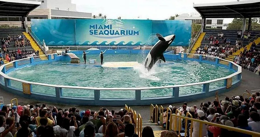Orca Seaquarium