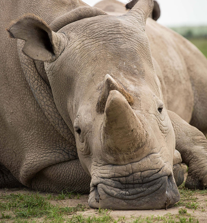 White rhino