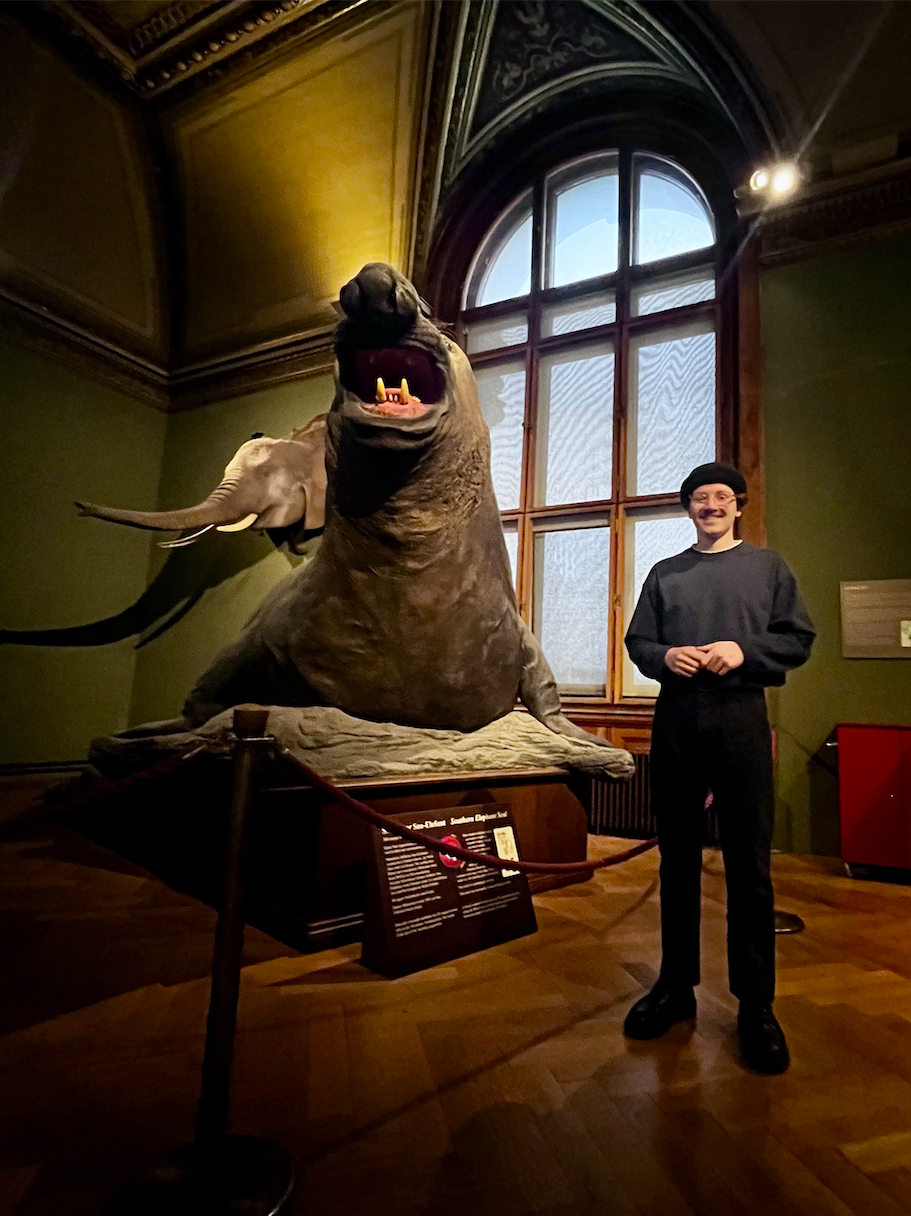 Elephant seal, NHM, Vienna