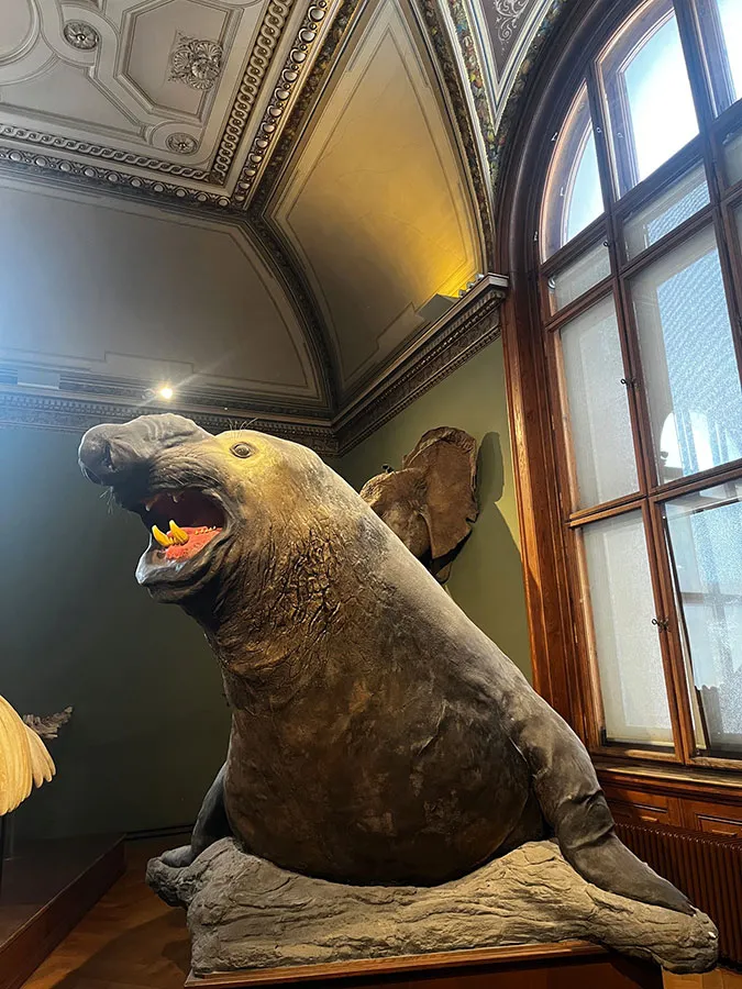 Elephant seal, NHM, Vienna